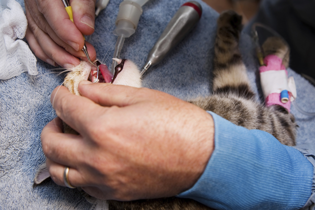 Cat getting a dental cleaning Cat getting a dental cleaning